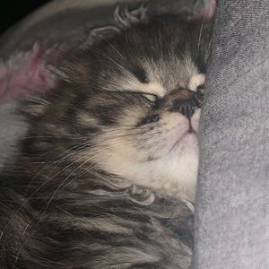 Meet your Posher, Nicky